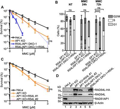 RAD51AP1 and RAD54L Can Underpin Two Distinct RAD51-Dependent Routes of DNA Damage Repair via Homologous Recombination